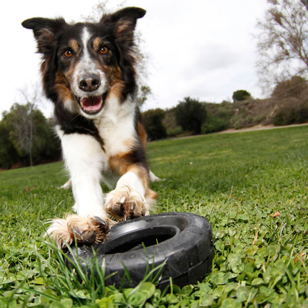 Hundespielzeug KONG® Tyres™